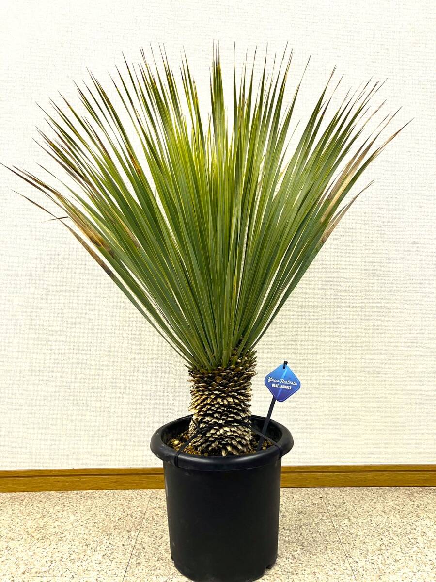 Yahoo!オークション -「ブルーサンダー」(観葉植物) の落札相場 Yahoo!オークション -「ブルーサンダー」(観葉植物) の落札相場
