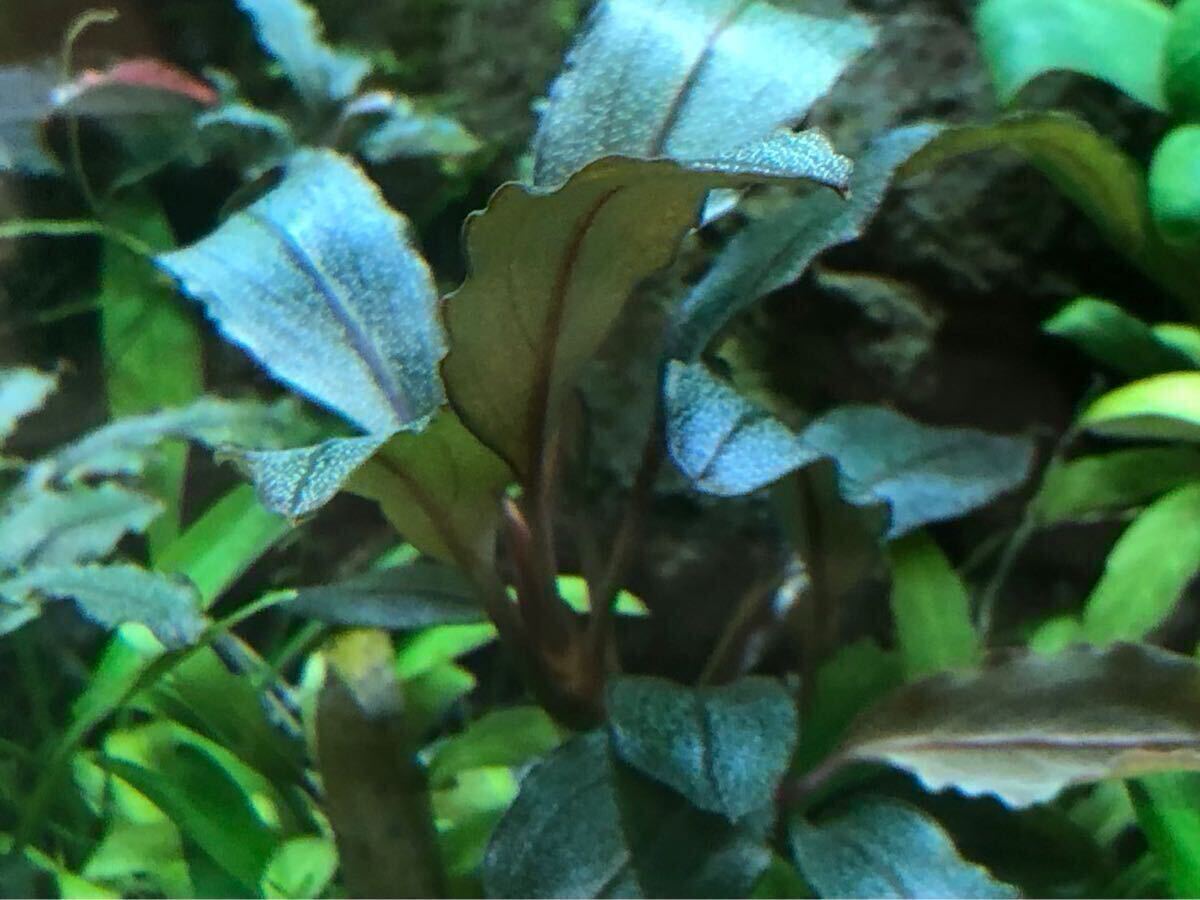 Yahoo!オークション -「#2016」(魚、水草) (ペット用品)の落札 Yahoo!オークション -「#2016」(魚、水草) (ペット用品)の落札