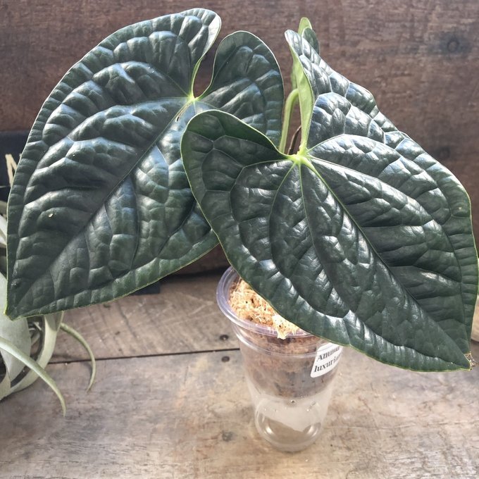 Yahoo!オークション -「anthurium luxurians」の落札相場・落札価格