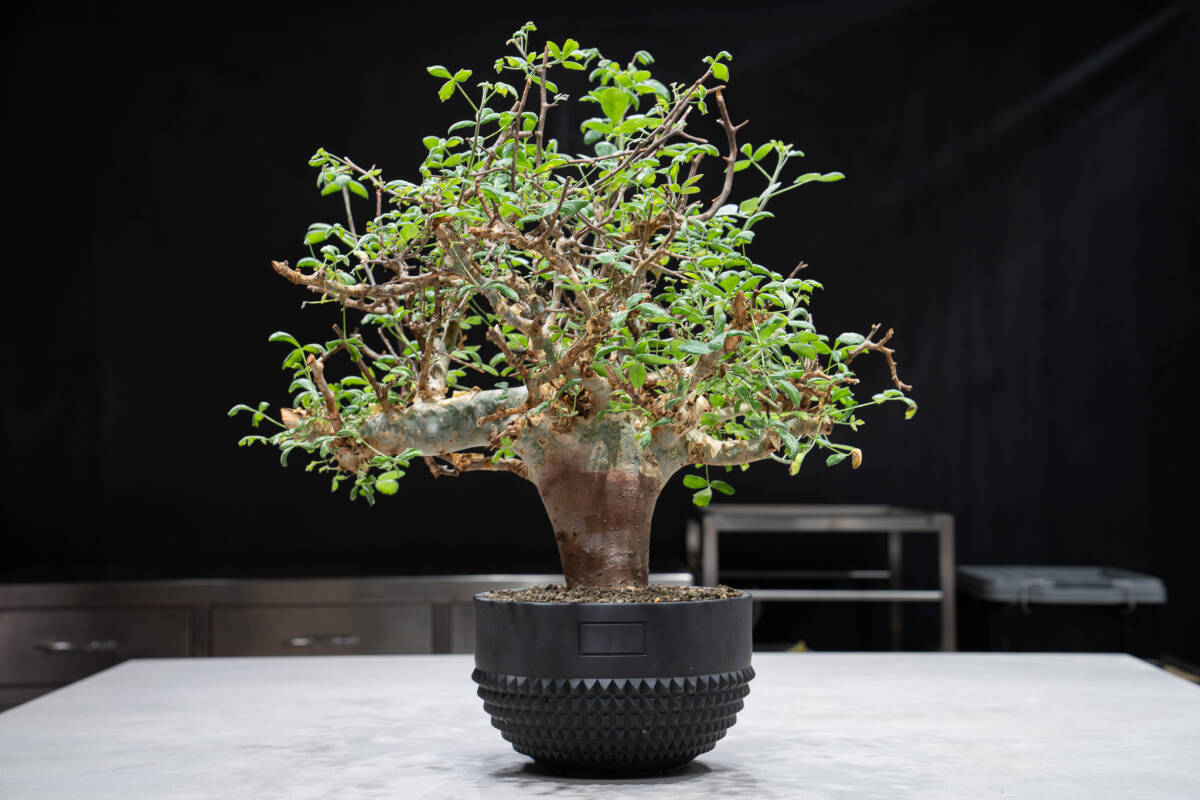 Yahoo!オークション -「コミフォラ・ホルトジアナ」(花、園芸 Yahoo!オークション -「コミフォラ・ホルトジアナ」(花、園芸