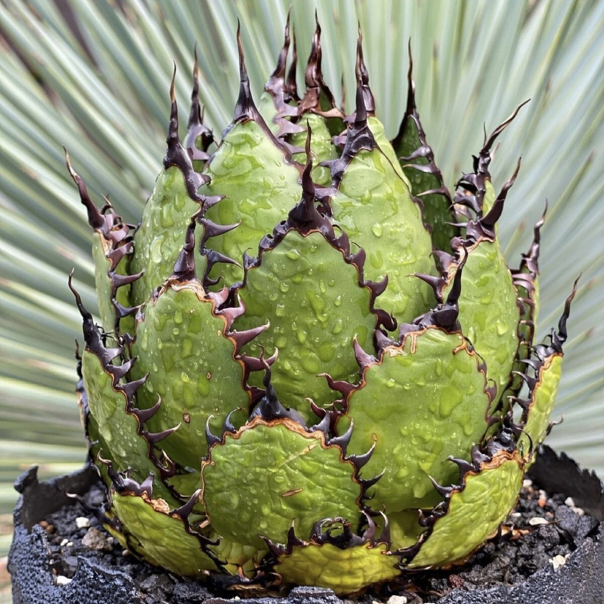 Yahoo!オークション -「カリフォルニア」(アガベ) (観葉植物)の