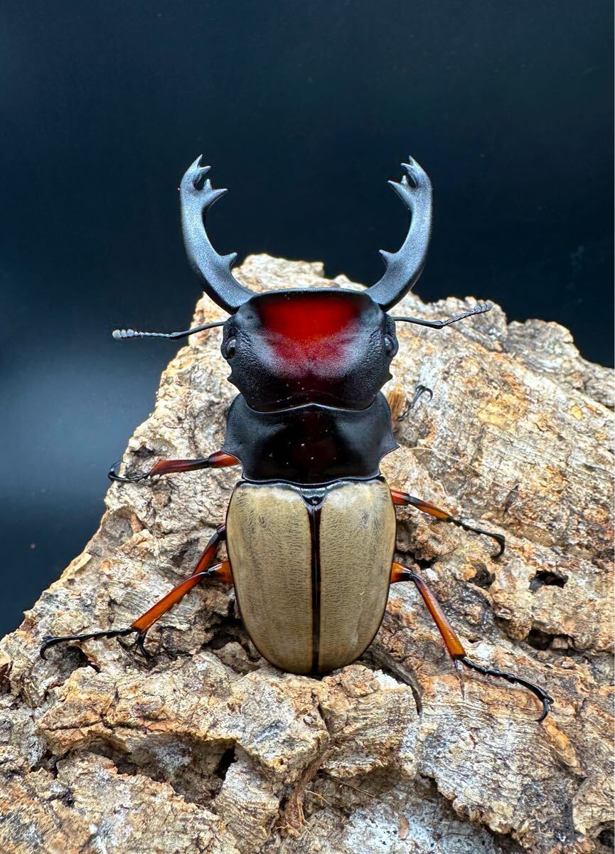 フェモラリスツヤクワガタ 成虫♀×2匹|クワガタムシ フェモラリスツヤクワガタ 成虫♀×2匹|クワガタムシ