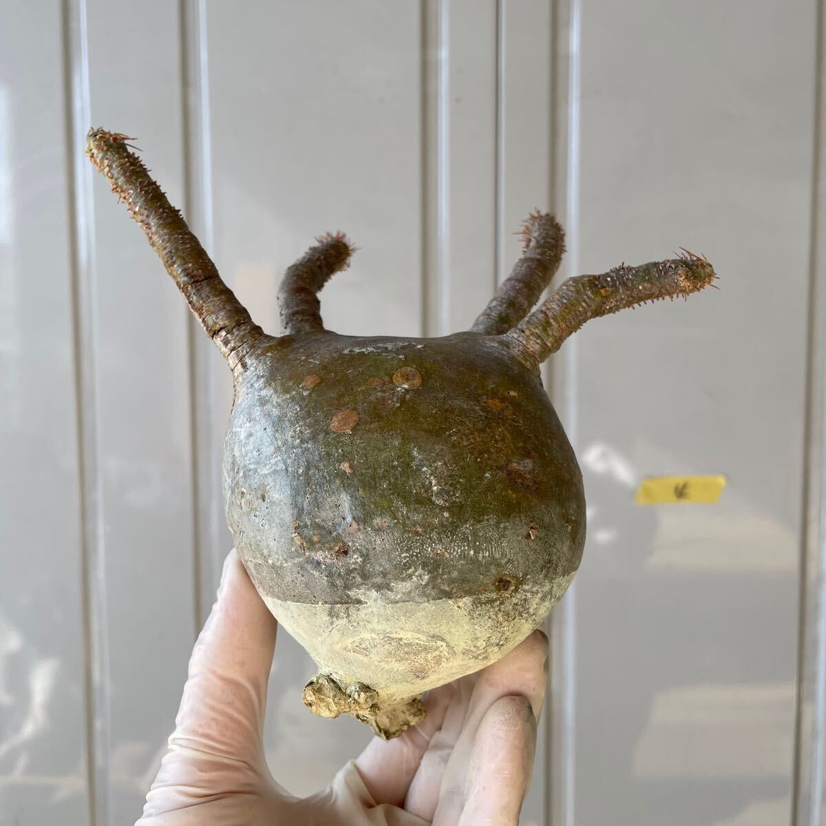 Yahoo!オークション -「パキポディウム ベアルート」の落札相場 Yahoo!オークション -「パキポディウム ベアルート」の落札相場