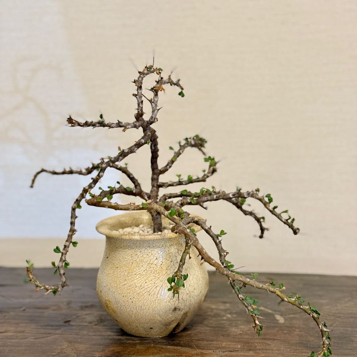 Yahoo!オークション -「龍骨」(観葉植物) の落札相場・落札価格 Yahoo!オークション -「龍骨」(観葉植物) の落札相場・落札価格