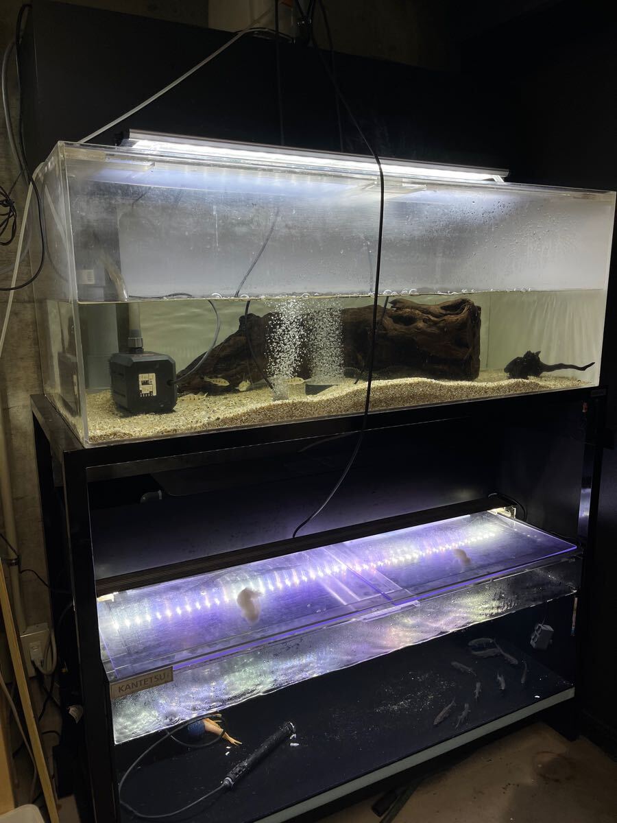 Yahoo!オークション -「アクリル水槽 カンテツ」(120cm~) (水槽 Yahoo!オークション -「アクリル水槽 カンテツ」(120cm~) (水槽