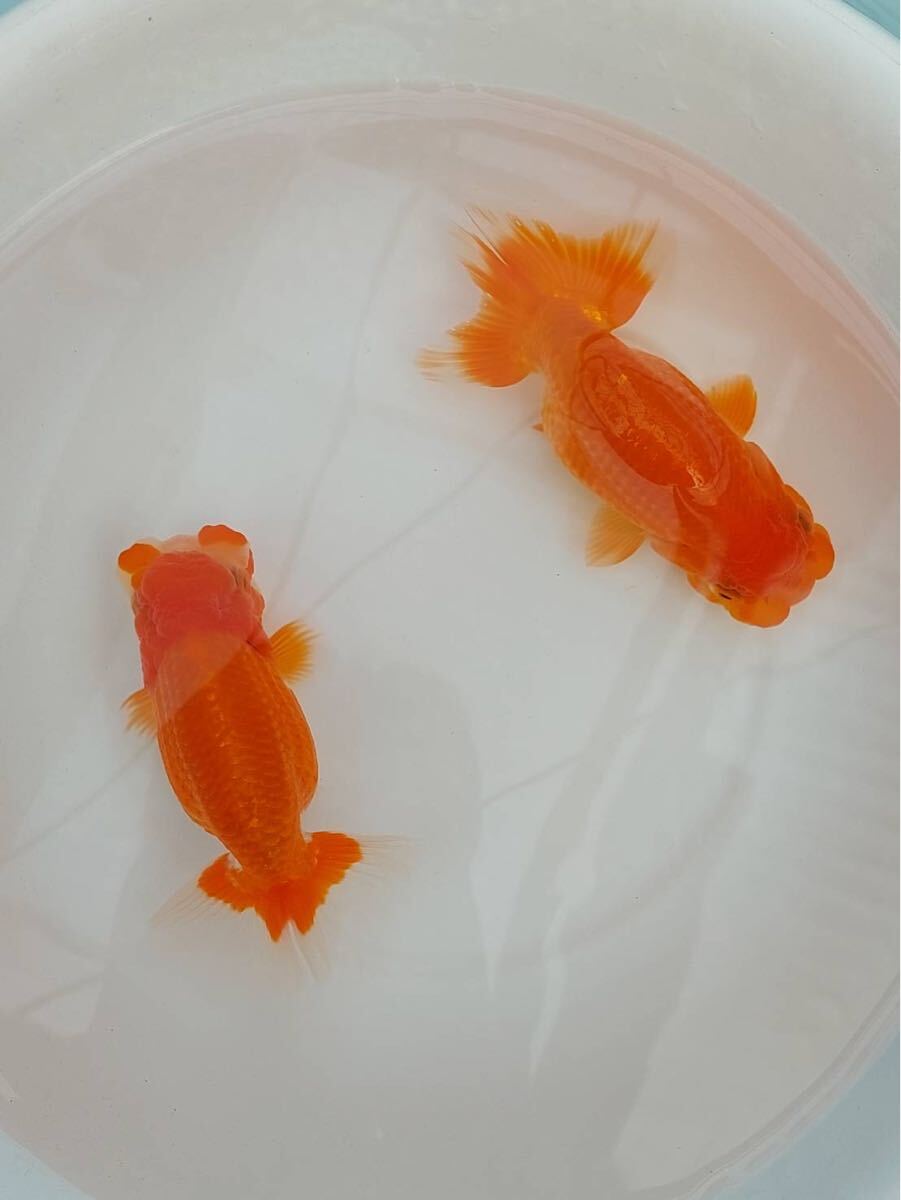 shinkoらんちゅう 産卵用ペア A｜魚類、水生生物