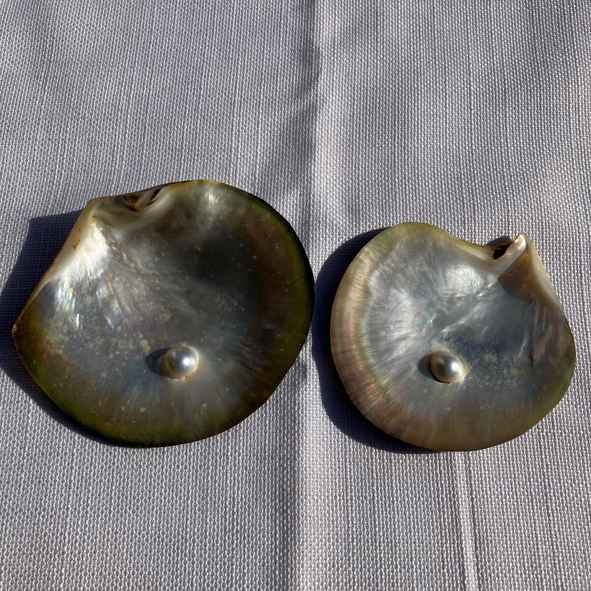 [天然貝殻] 白蝶貝 マベ真珠 皿５枚 天然貝殻] 白蝶貝 マベ真珠 皿5枚 - メルカリ