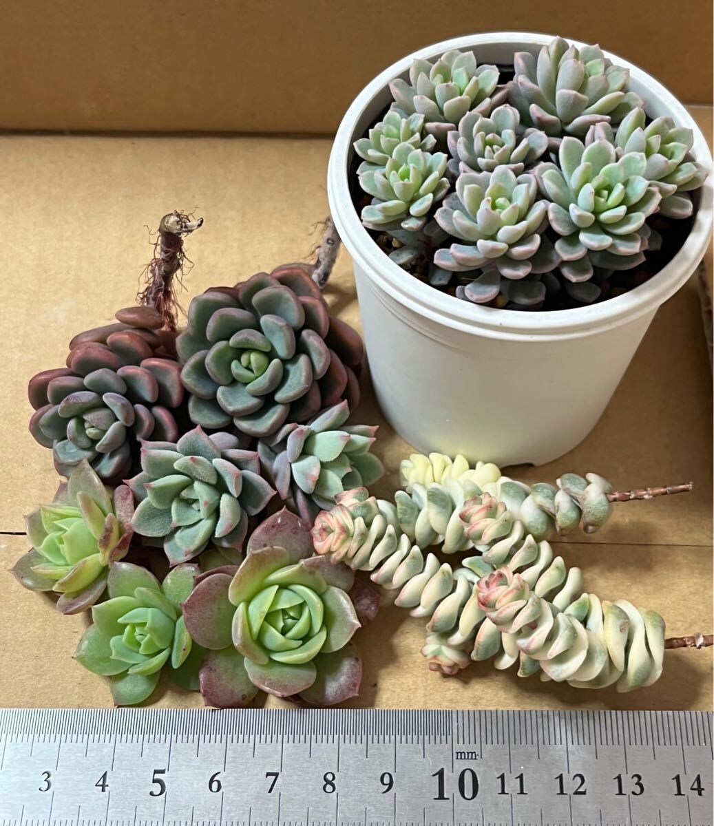 多肉植物 ぼのぼのさん苗 チェリーボンボン 札なし - メルカリ