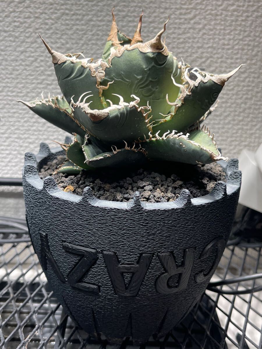 Yahoo!オークション -「ゴジラ」(アガベ) (観葉植物)の落札相場 Yahoo!オークション -「ゴジラ」(アガベ) (観葉植物)の落札相場