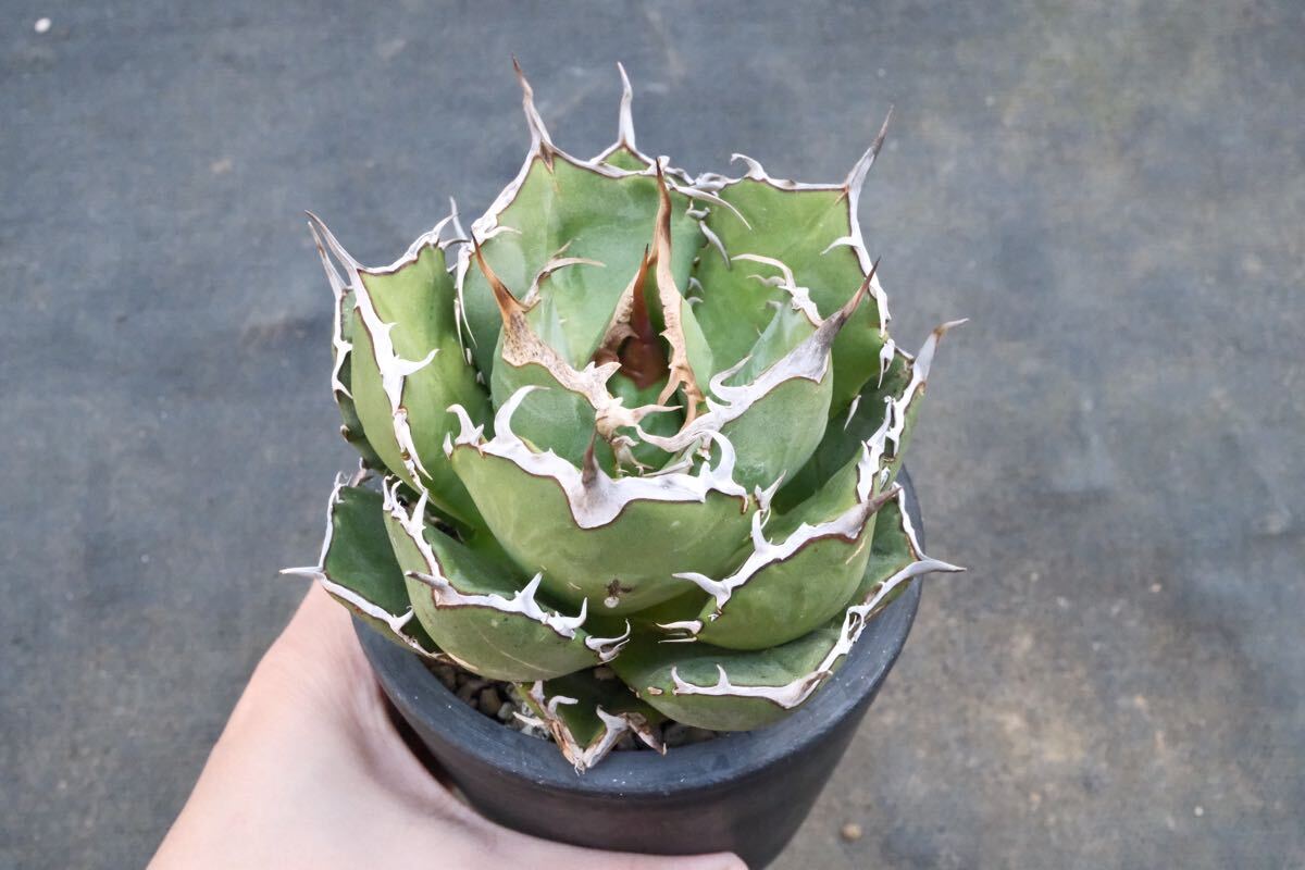 Yahoo!オークション -「カリフォルニア」(アガベ) (観葉植物)の
