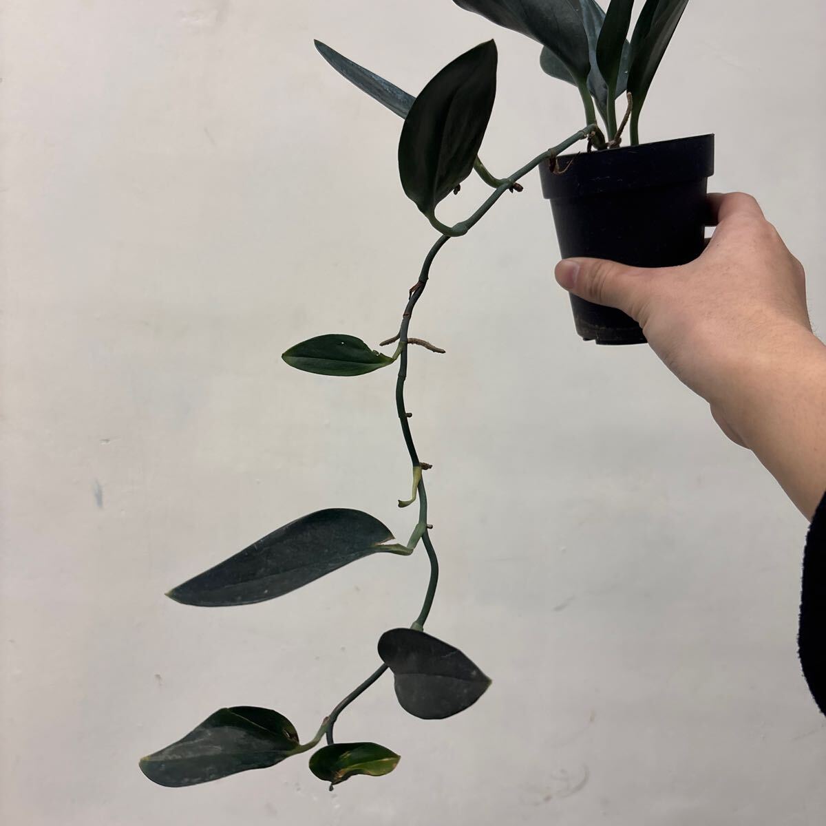 Yahoo!オークション -「トレ!」(その他) (観葉植物)の落札相場 Yahoo!オークション -「トレ!」(その他) (観葉植物)の落札相場