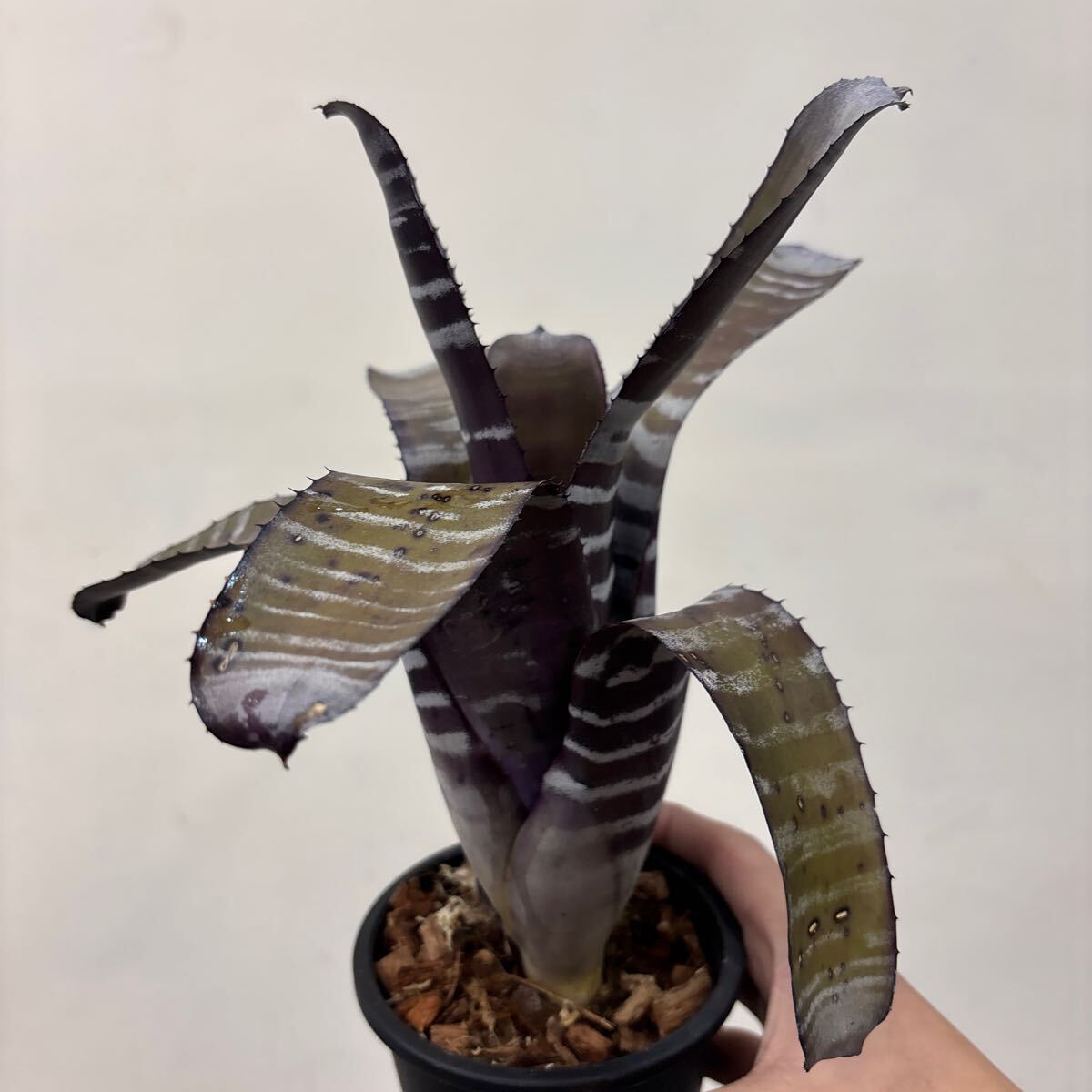 Yahoo!オークション -「black ice」(観葉植物) の落札相場・落札価格 Yahoo!オークション -「black ice」(観葉植物) の落札相場・落札価格
