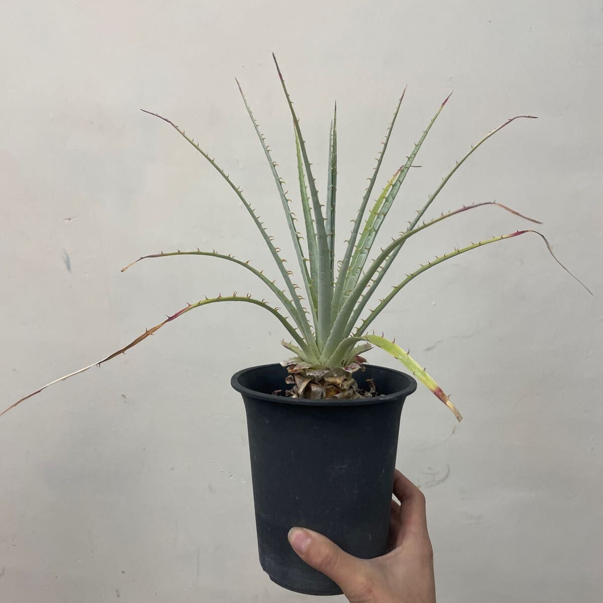 Yahoo!オークション -「プヤ セルーレア」(観葉植物) の落札相場 Yahoo!オークション -「プヤ セルーレア」(観葉植物) の落札相場