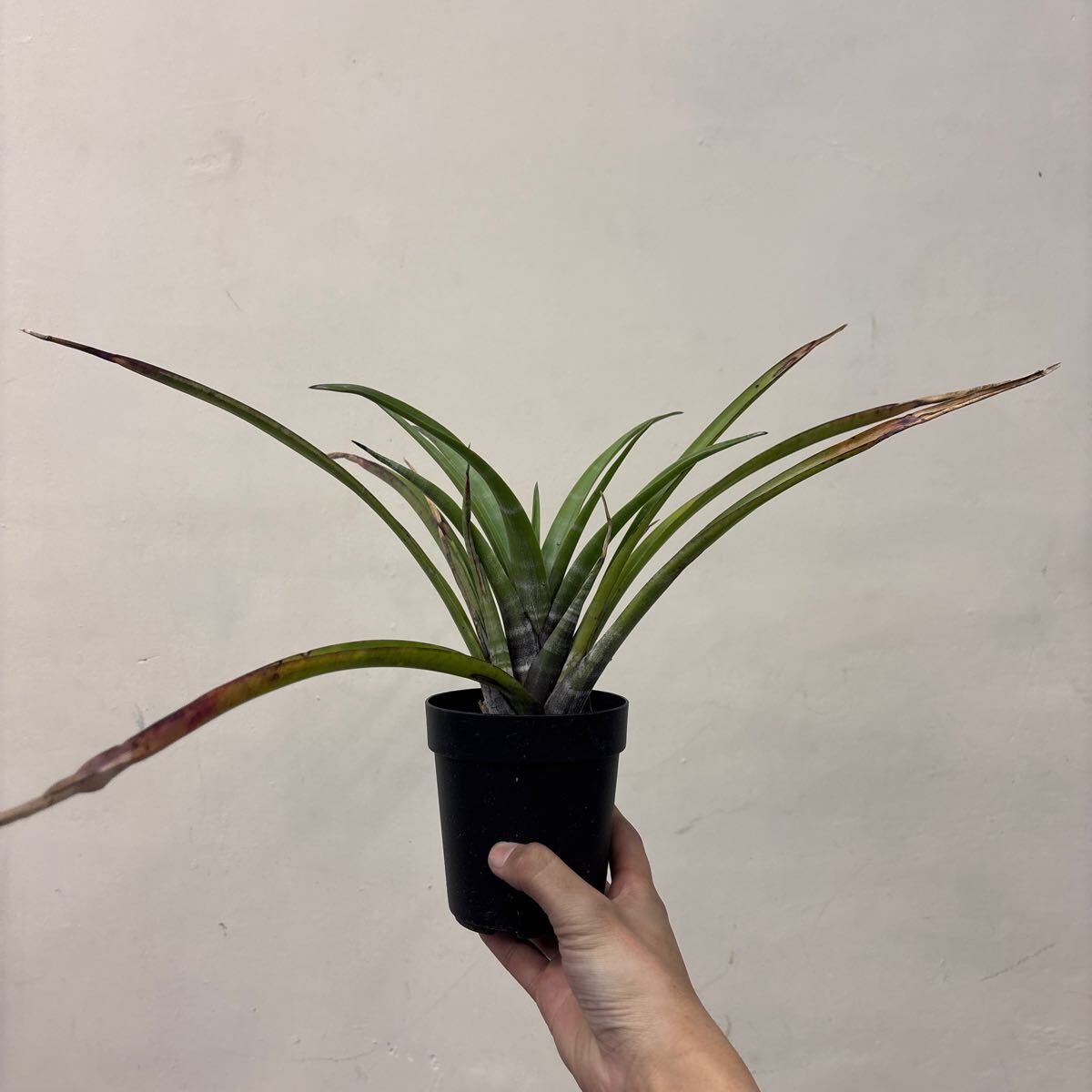 Yahoo!オークション -「tillandsia hildae」の落札相場・落札価格