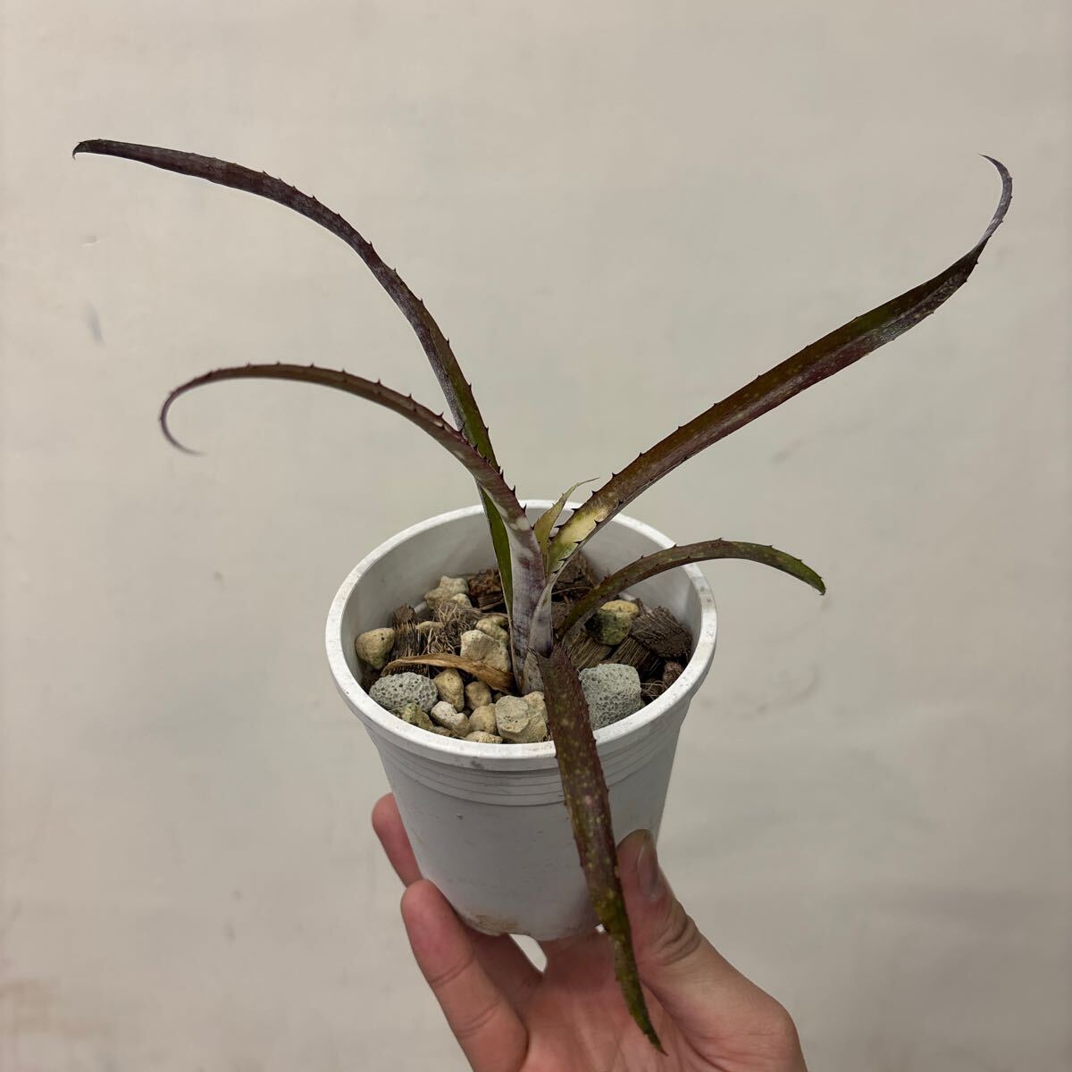 Yahoo!オークション -「パイプライン」(観葉植物) の落札相場