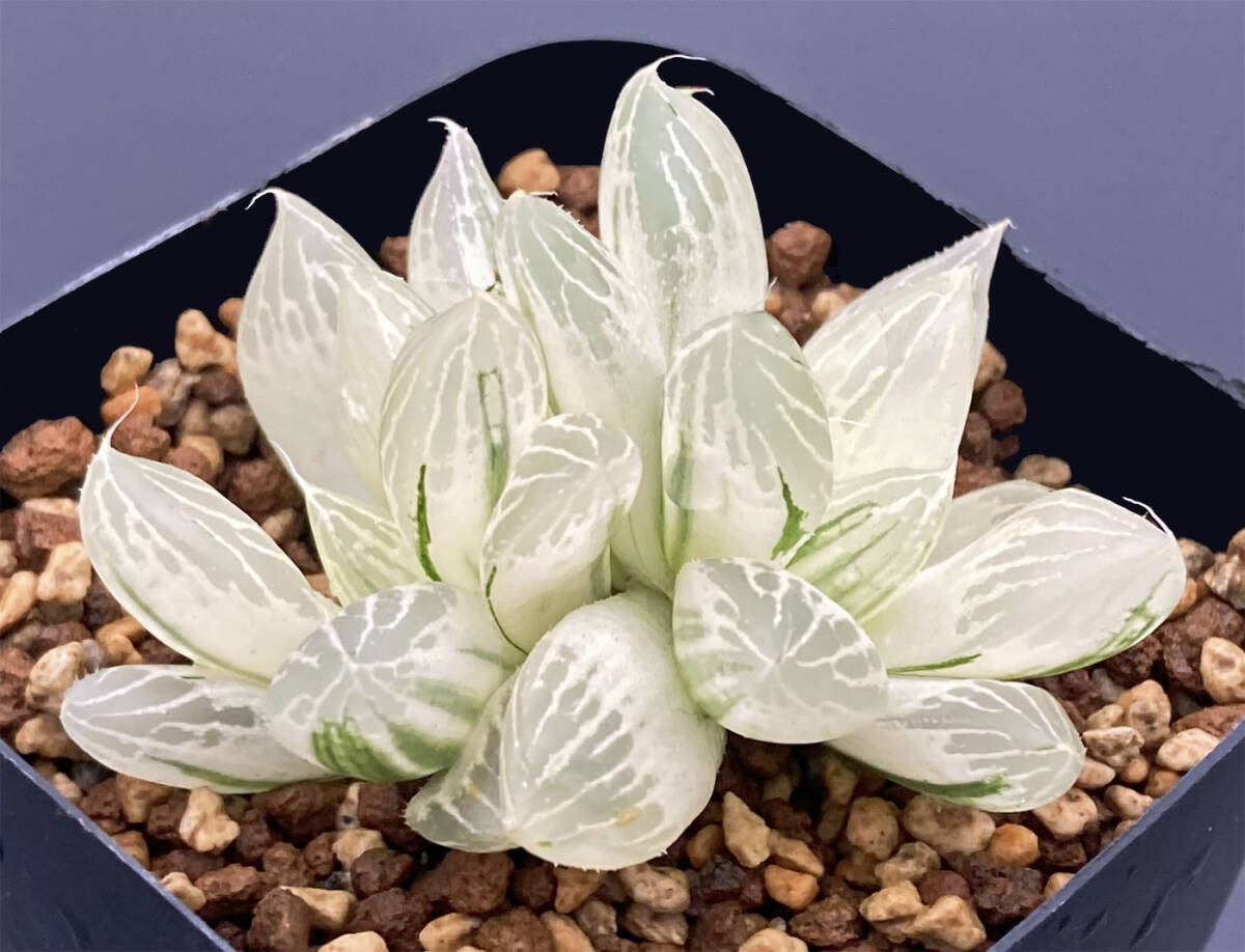 Yahoo!オークション -「ハオルチア 白蛇伝」(観葉植物) の落札 Yahoo!オークション -「ハオルチア 白蛇伝」(観葉植物) の落札