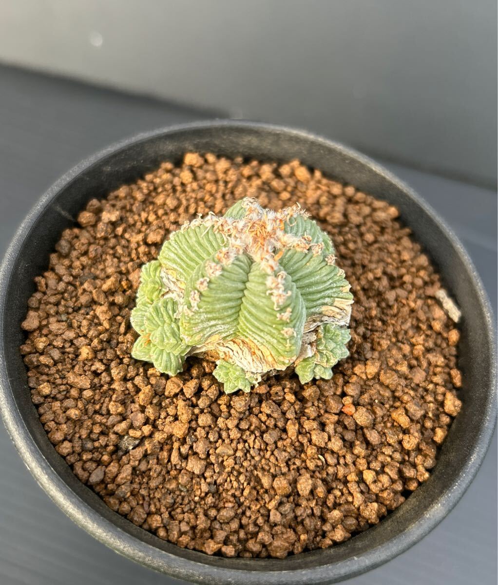 Yahoo!オークション -「かご」(サボテン) (観葉植物)の落札相場 Yahoo!オークション -「かご」(サボテン) (観葉植物)の落札相場