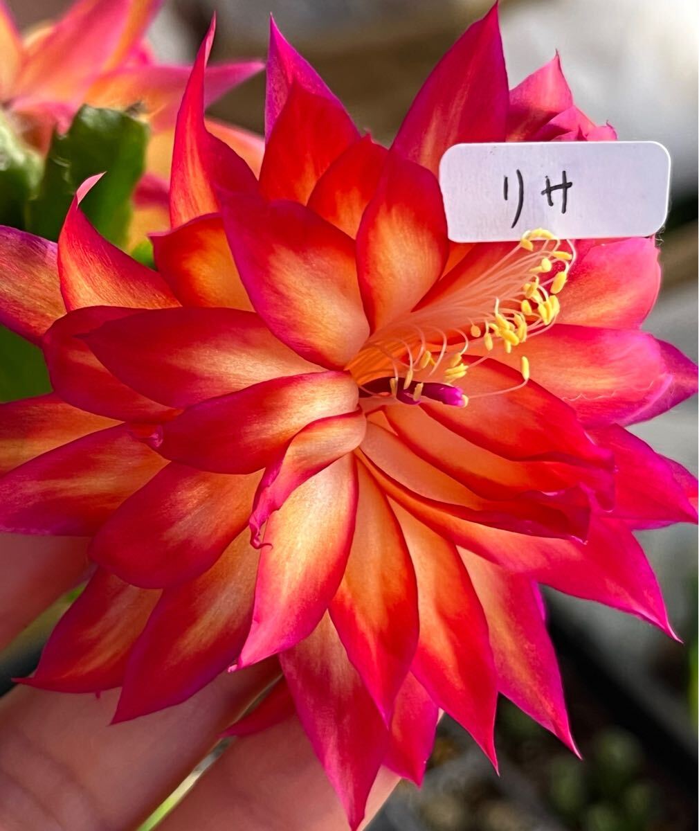 Yahoo!オークション -「シャコバサボテン」(花、園芸) の落札