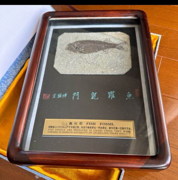 額装魚の化石(Lophocephalus)中国産魚の化石は、約4千万年前に遼西で形成された貴重な標本