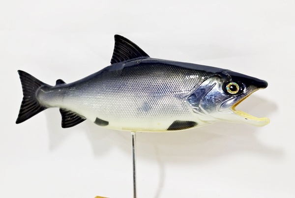 2025年最新】Yahoo!オークション -魚レプリカの中古品・新品・未 2025年最新】Yahoo!オークション -魚レプリカの中古品・新品・未
