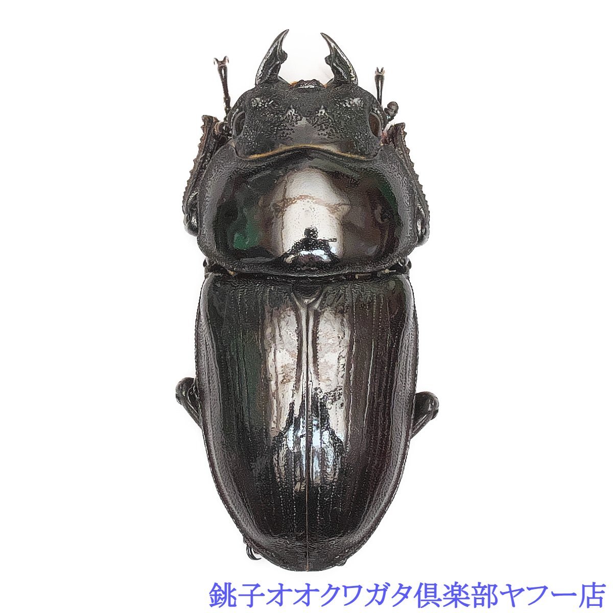 ◇◇ アクベシアヌス ミヤマ 新成虫 ♀ 41.0mm 単品 ① ◇◇ アクベシアヌス ミヤマ 新成虫 ♀ 41.0mm 単品 ①