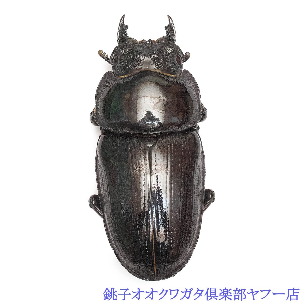 新成虫 オオクワガタ【能勢SR】♂82.9mm単品 | クワガタ市場