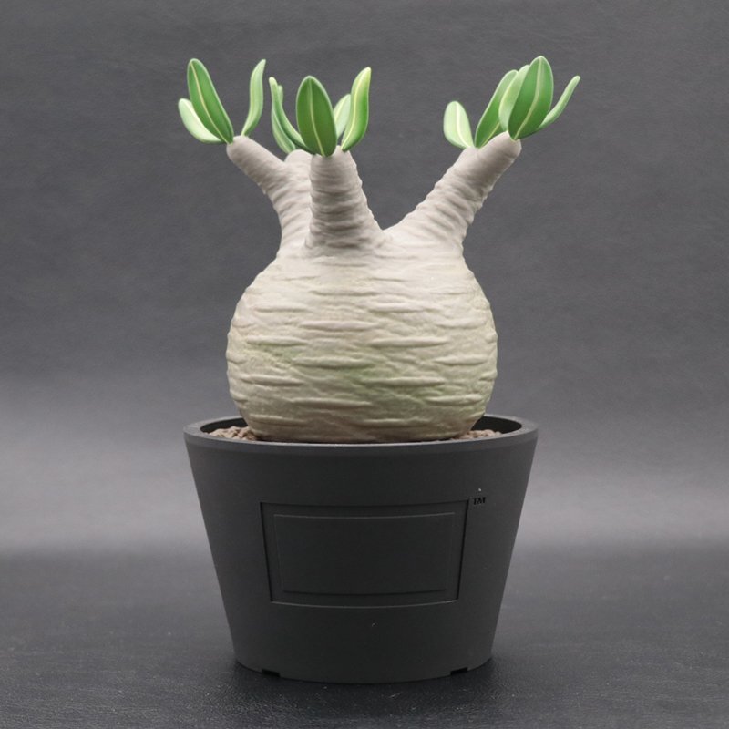 Yahoo!オークション -「pachypodium gracilius」(おもちゃ Yahoo!オークション -「pachypodium gracilius」(おもちゃ