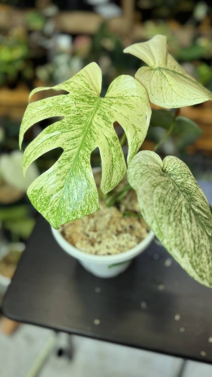 Yahoo!オークション -モンステラ(観葉植物)の落札相場・落札価格 Yahoo!オークション -モンステラ(観葉植物)の落札相場・落札価格