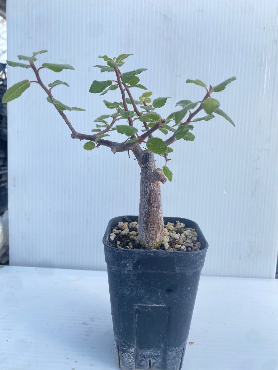 Yahoo!オークション -「ブルセラ」(サボテン) (観葉植物)の落札 Yahoo!オークション -「ブルセラ」(サボテン) (観葉植物)の落札