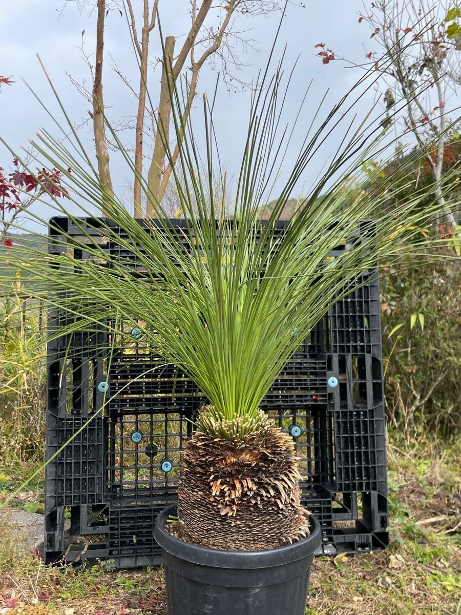 Yahoo!オークション -「ダシリリオン」(ユッカ) (観葉植物)の Yahoo!オークション -「ダシリリオン」(ユッカ) (観葉植物)の