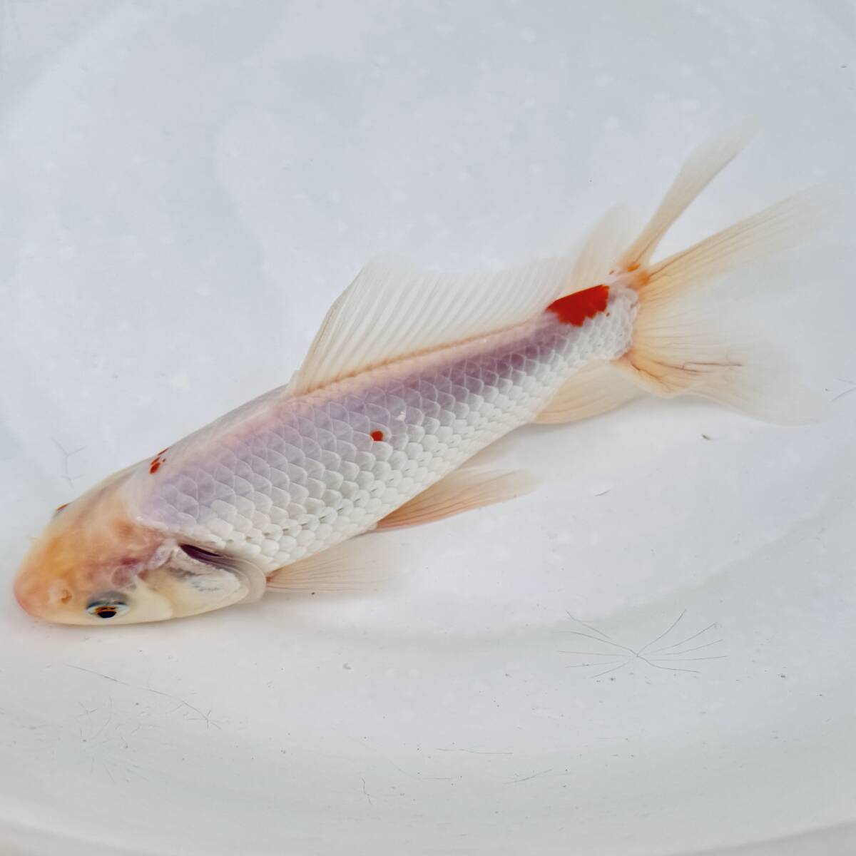 日本オランダ獅子頭愛好会 特級当歳｜金魚・らんちゅうのこと