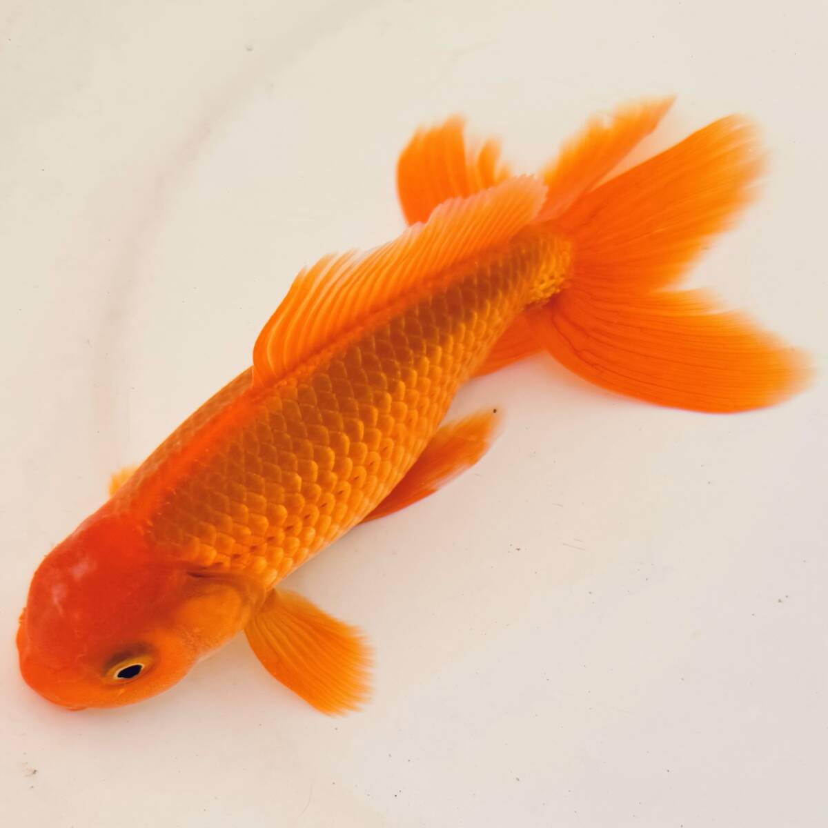 日本オランダ獅子頭愛好会 特級当歳｜金魚・らんちゅうのこと