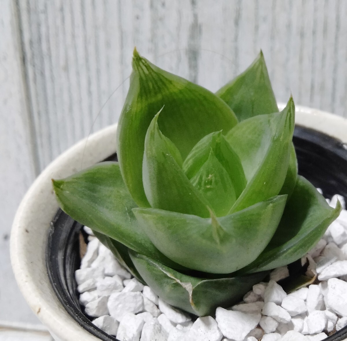 Yahoo!オークション -「多肉植物ハオルチア」(その他) (観葉植物 Yahoo!オークション -「多肉植物ハオルチア」(その他) (観葉植物