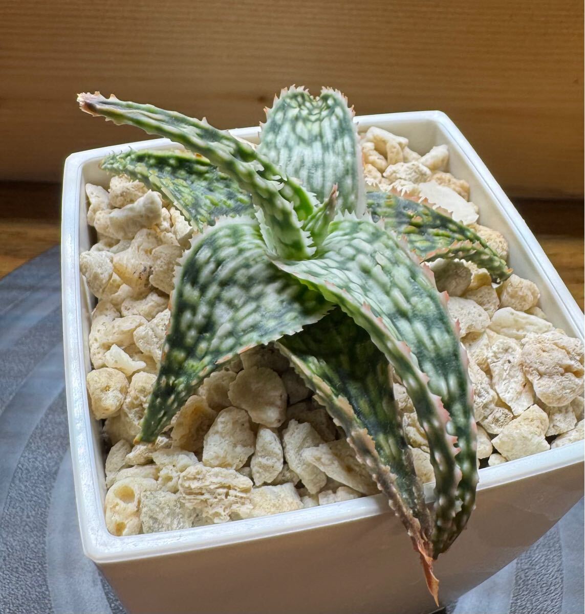 Yahoo!オークション -「多肉植物 アロエ」の落札相場・落札価格 Yahoo!オークション -「多肉植物 アロエ」の落札相場・落札価格