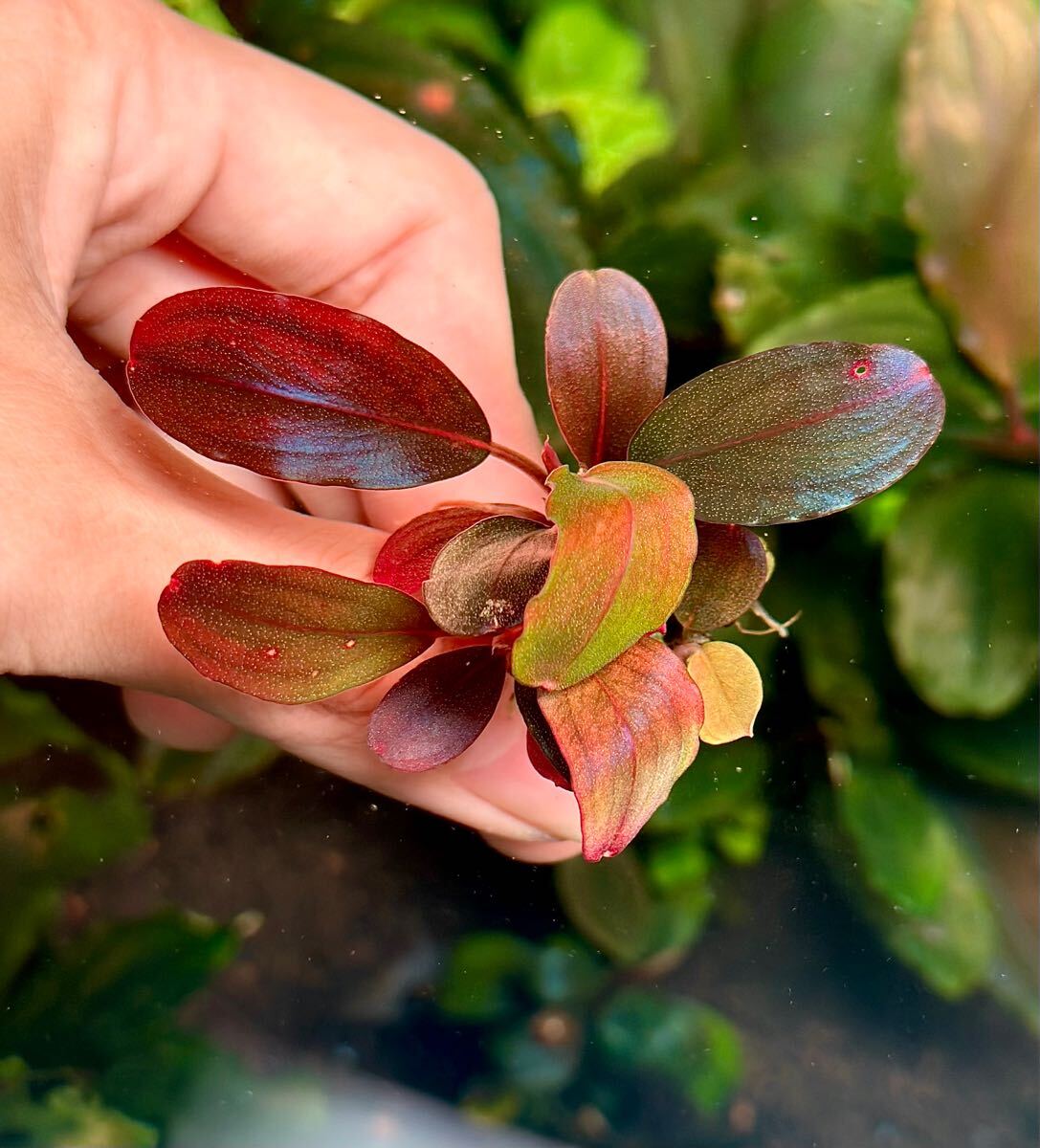 Bucephalandra sp. Red mini ブセファランドラ レッド Bucephalandra sp. Red mini ブセファランドラ レッド