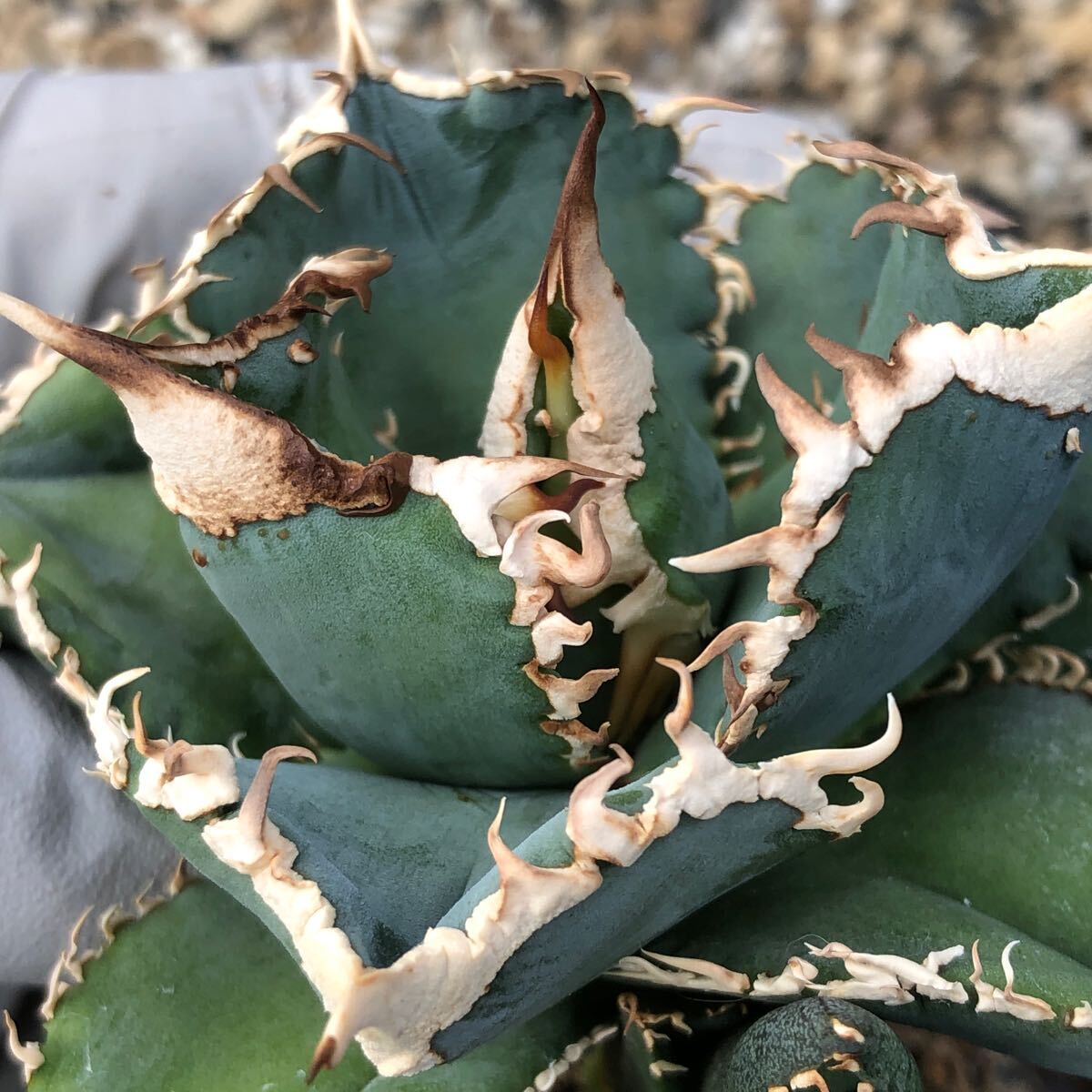 Yahoo!オークション -「thorn」(アガベ) (観葉植物)の落札相場 Yahoo!オークション -「thorn」(アガベ) (観葉植物)の落札相場