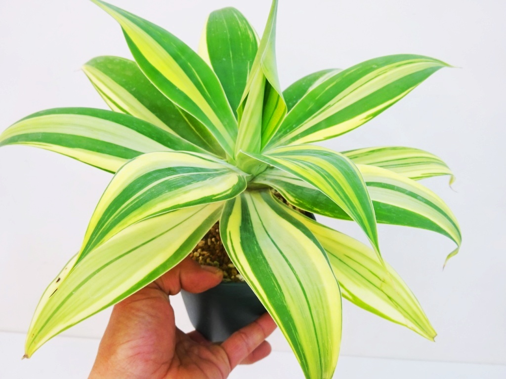 Yahoo!オークション -「アガベ アテナータ」(その他) (観葉植物 Yahoo!オークション -「アガベ アテナータ」(その他) (観葉植物
