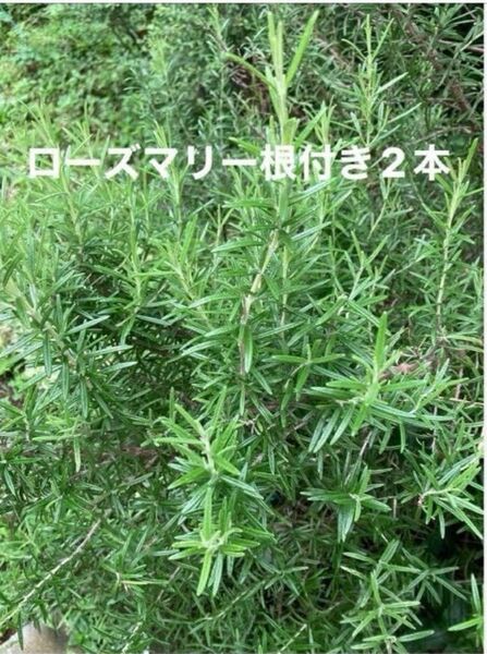 ローズマリー苗 根付き ハーブ ローズマリーチンキ キッチンハーブ ポプリ 入浴剤
