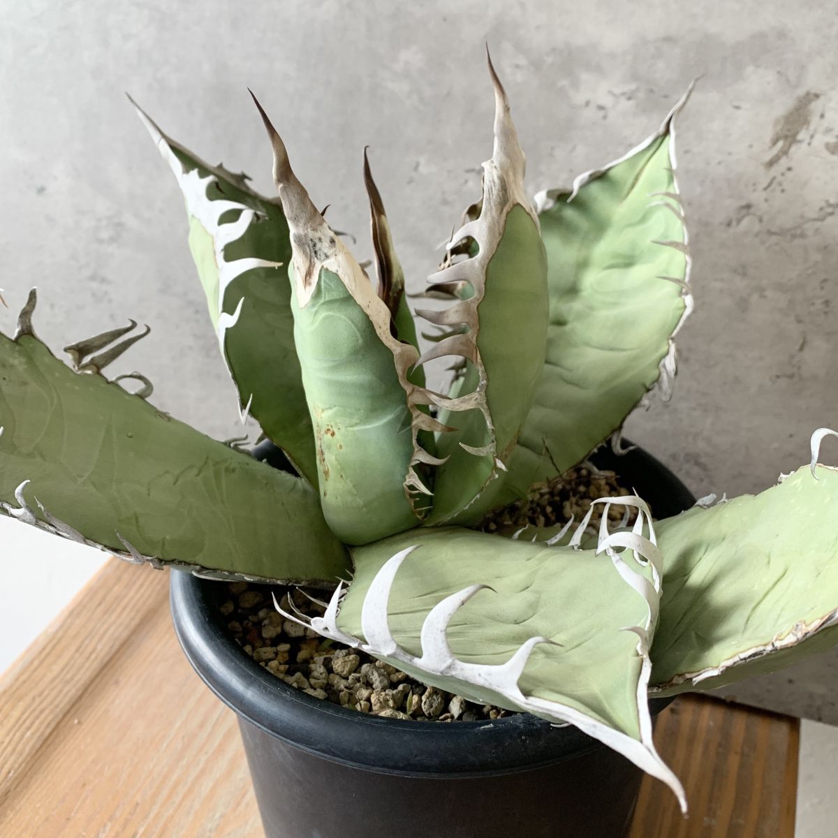 Yahoo!オークション -「ゴジラ」(アガベ) (観葉植物)の落札相場 Yahoo!オークション -「ゴジラ」(アガベ) (観葉植物)の落札相場