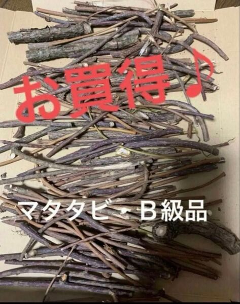 B級品 ネコちゃん大好きマタタビ〜ネコポス一杯