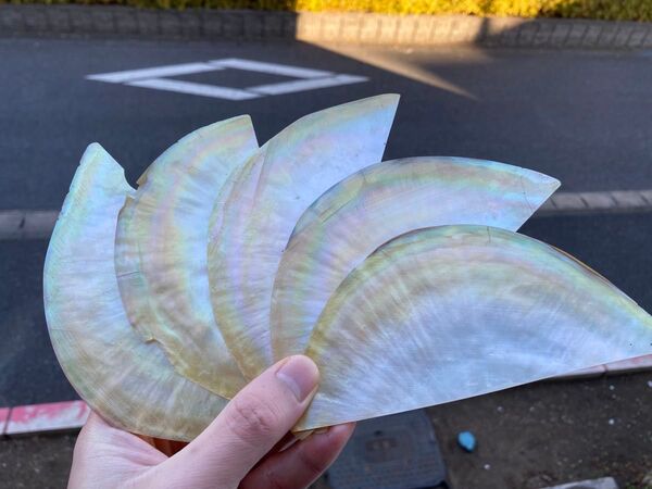 白蝶貝 スライス 5枚セット 螺鈿細工 ハンドクラフト ハンドメイド ルアー ボタン作りなどの材料