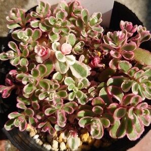 ☆多肉植物 カット苗 トリカラー フェディムス スプリウス