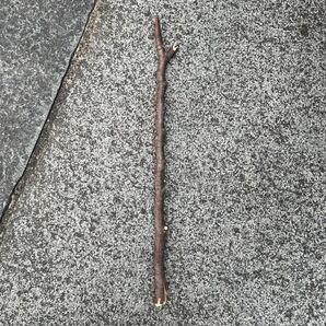 公園で拾った枝です。ただの枝ではありません。すごい枝です。 ※使用例はイメージですので、実際にできるとは限りません。