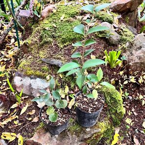 シイの苗 2品種セット