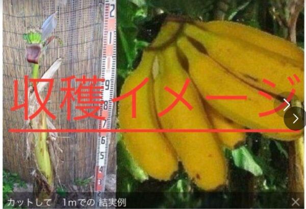 九州バナナ 【 特選耐寒バナナ 】国産バナナを自宅で栽培!送料無料