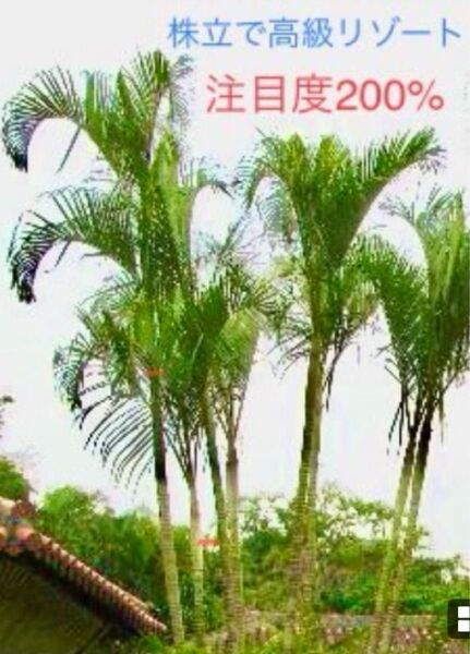 女王ヤシ 1鉢 耐寒性 リゾートタイム