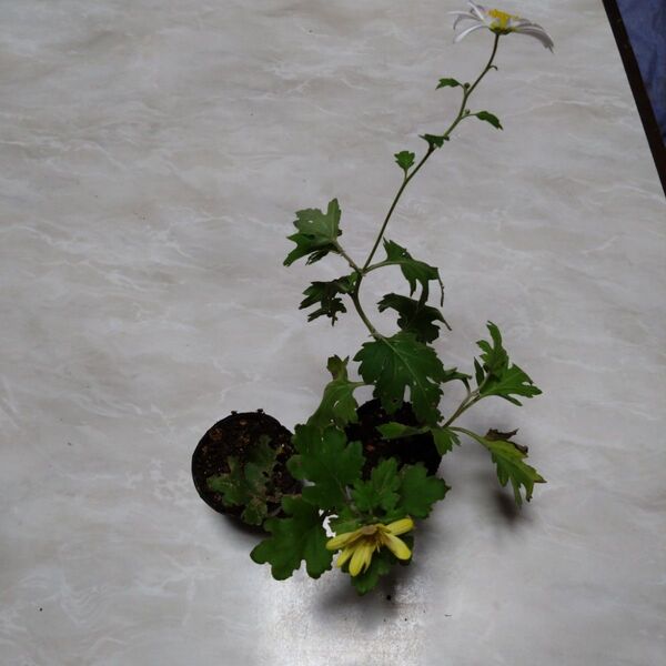 黄色と白の小菊 二株
