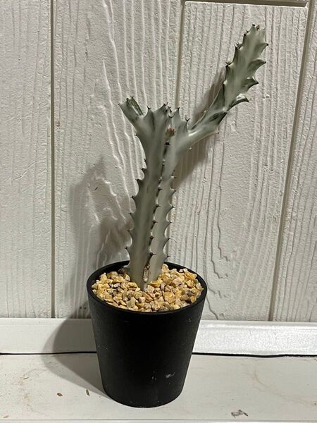 ユーフォルビア ホワイトゴースト サボテン 多肉植物