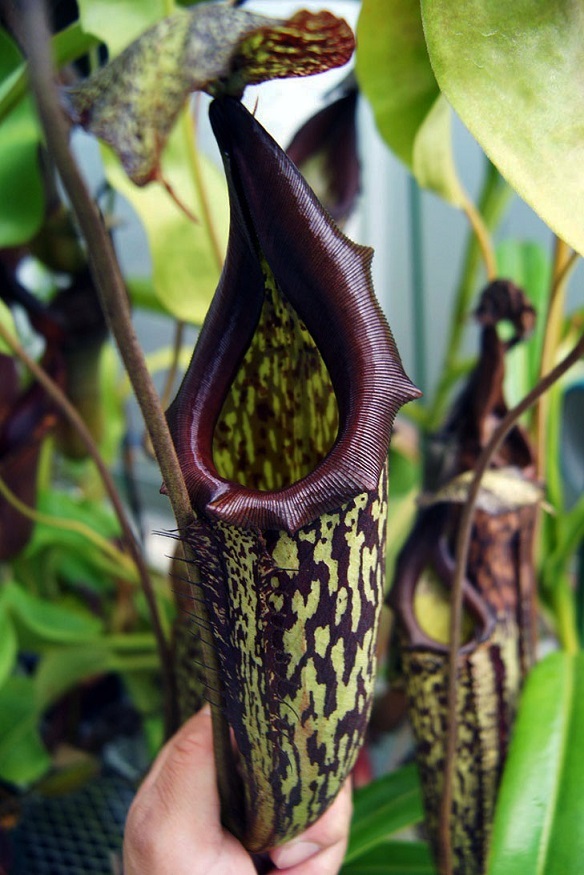 ☆食虫植物☆Nepenthes edwardsiana (ネペンテス・エドワード