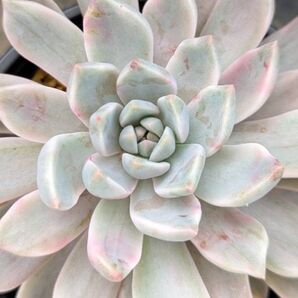 レア多肉植物シリーズ・エケベリア属・紅月錦inわけけのお店